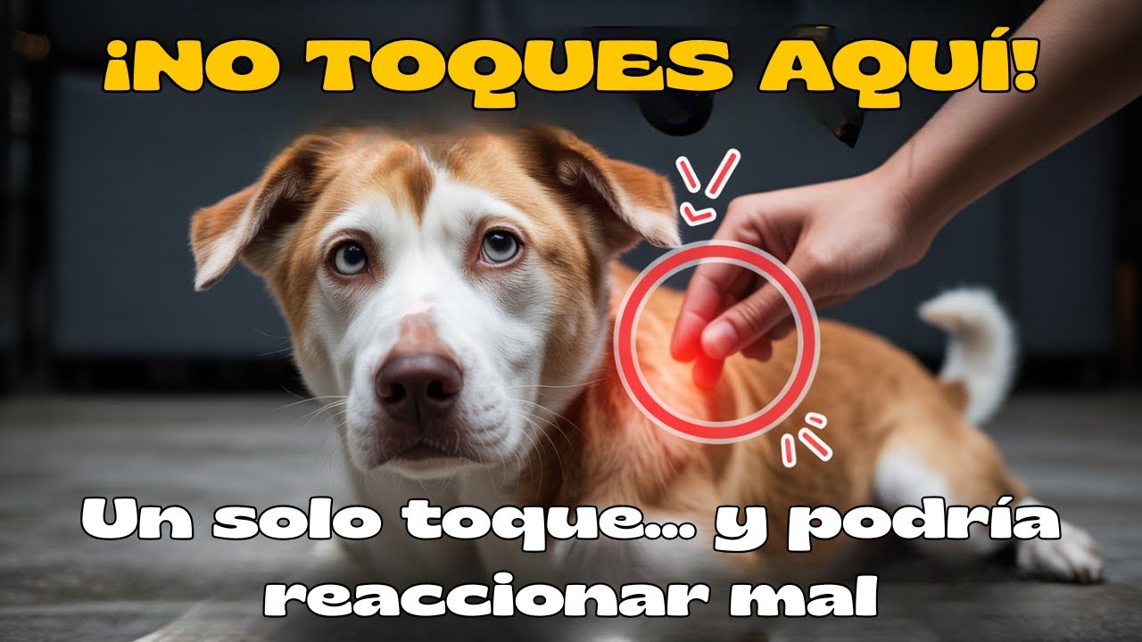 Un solo toque en este lugar… y tu perro podría reaccionar mal