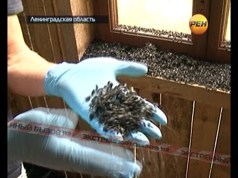 Видео: Нападение на мухи от ботове в порове