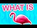 What is Flamingo?