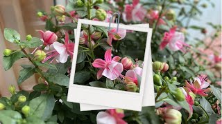 Hummingbird Magnet and Shade Tolerant Bloomer? Hummingbird Magnet Plants