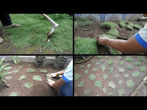 Video: Informasi Dan Perawatan Rumput Mondo - Tips Menanam Rumput Mondo Di Kebun