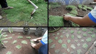 Cara Menanam Rumput jepang dengan Bibit Sedikit Agar Menjadi Banyak