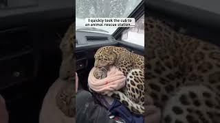 A Mother Leopard Came To My Cabin Begging For Help #leopard #wolf #shorts