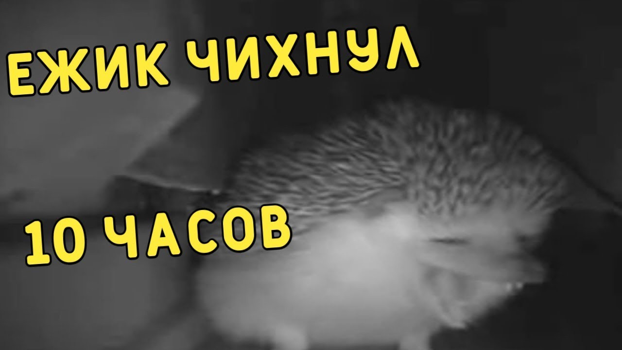 Ежик 10 часов