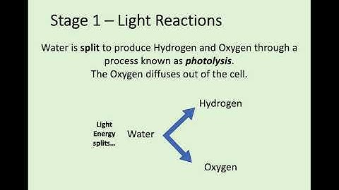 N5 Biology - 3.3 Photosynthesis