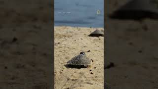 Baby turtles head to the sea 🐢 #Turtle #BabyAnimals #shorts