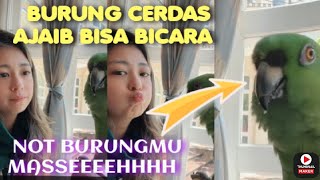 Kompilasi Sasha Burung cerdas ajaib bisa bicara milik si cantik jacqueline wijaya | indo62