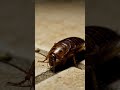 🔥 ये देखकर हँसी नहीं रुकेगी 😂#shortsfeed ##epicview #shortvideo #shorts #power #cockroach