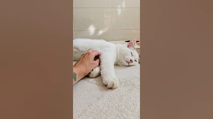 Video 6406751: ragdollkitten catlover, ragdollkittens cat, family catlover