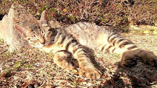 スヤスヤ寝ている子猫を撮っていたら先輩野良猫も近くにやって来た
