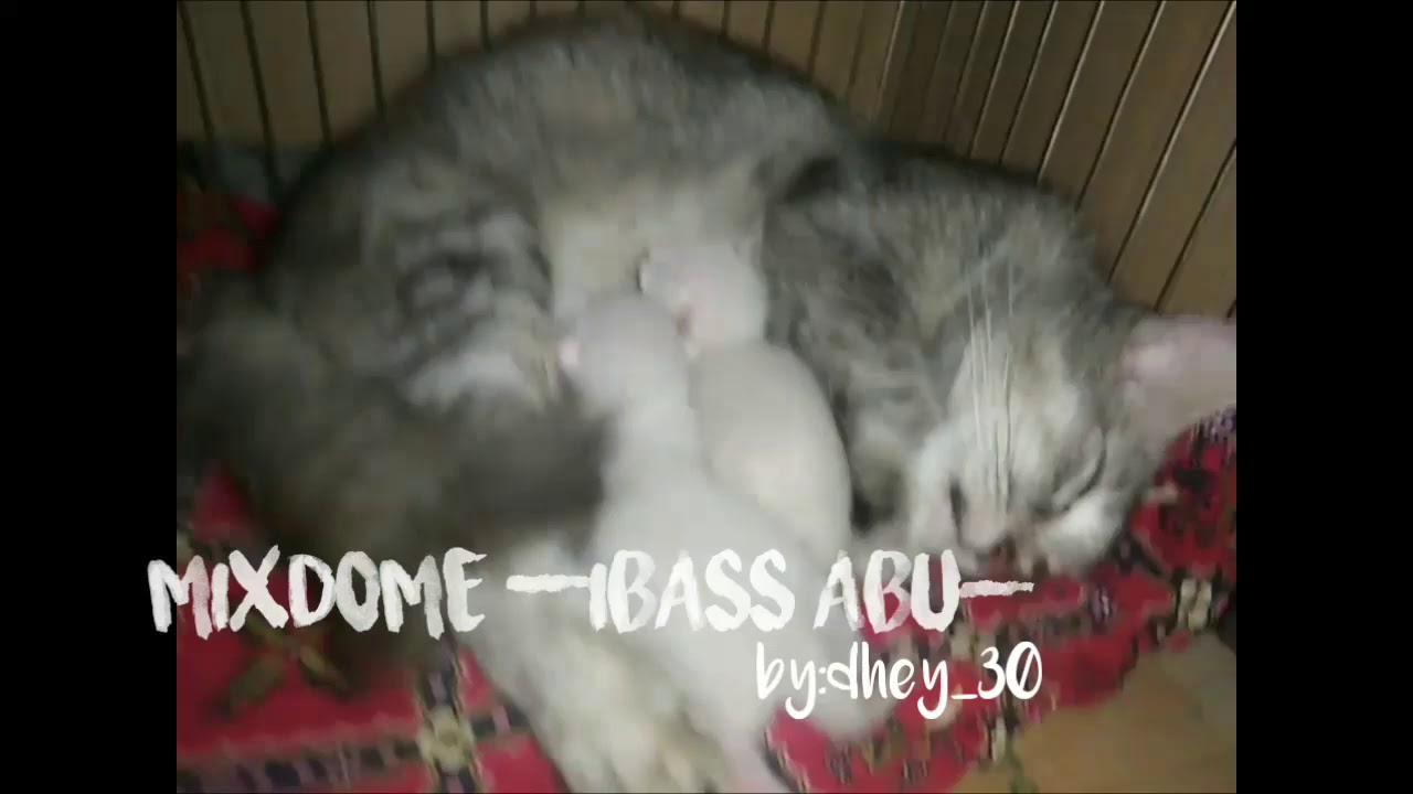 Hasil Perkawinan Kucing Betina Persia X Jantan Domestik Kampung Youtube