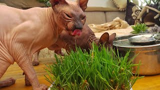 Sphynx Sphynx Sphynx 👽 by Liukaa Balk`s 854 views 11 months ago 2 minutes, 4 seconds