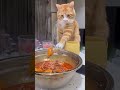 Funniest Cat & Dog Moments Ever😂#FunnyPets #CatsAndDogs #PetVideos #FunnyCats #FunnyDogs #fyp