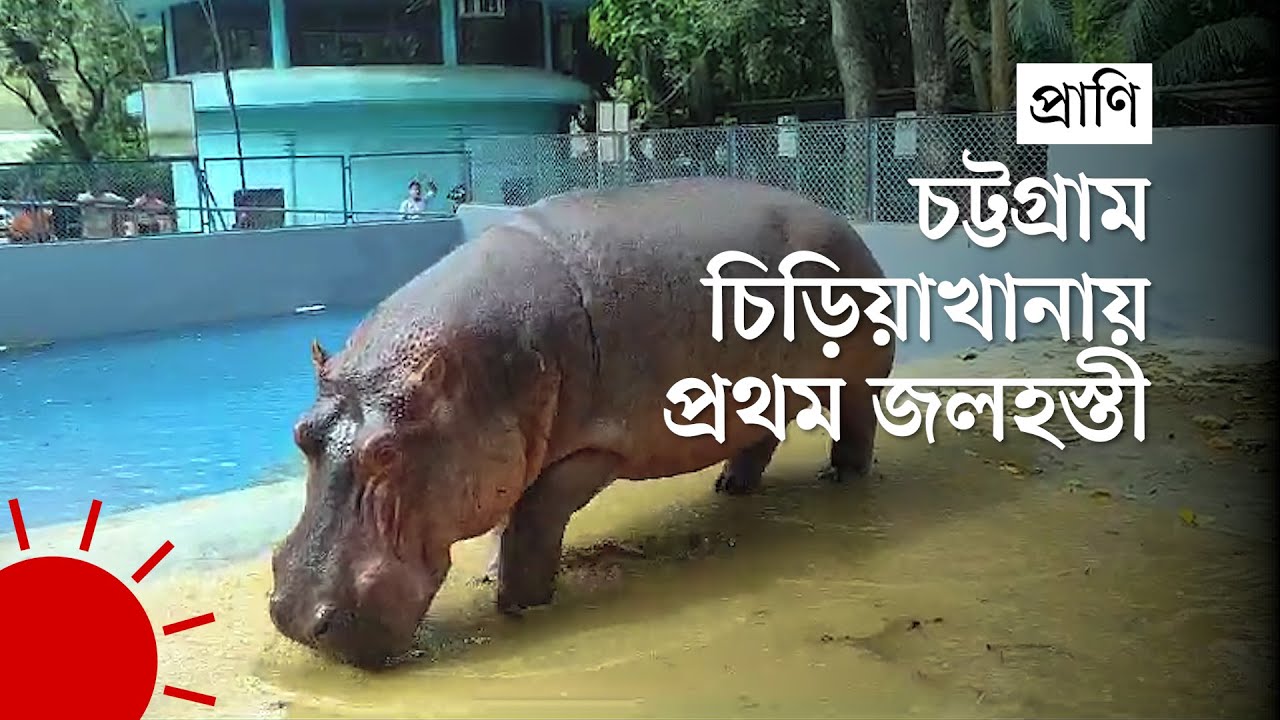 বাঘ পাঠিয়ে জলহস্তী পেল চট্টগ্রাম চিড়িয়াখানা | Chittagong Zoo