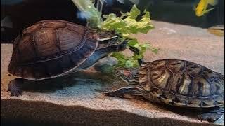 Malayan box turtle & red-eared slider eating lettuce