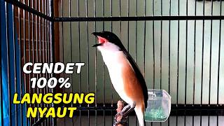 Terapi Suara Cendet Stress Macet Bunyi 100% Ampuh Bikin Emosi Stabil Langsung Gacor Lagi