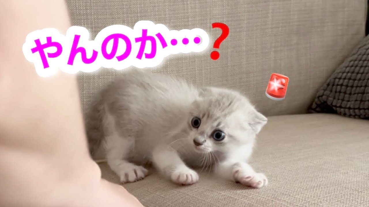 病院のあとに子猫が見せた1日の表情変化が愛おしすぎました。笑