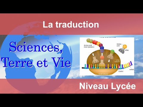 La traduction (Lycée)