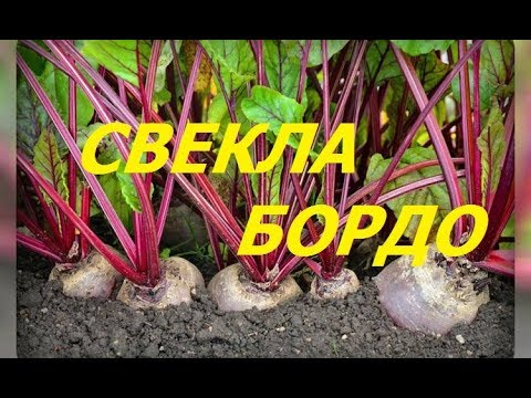 Свекла, которую стоит посадить. Плоды по 500 граммов.