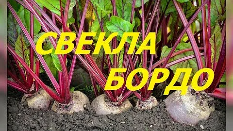 Свекла, которую стоит посадить. Плоды по 500 граммов.