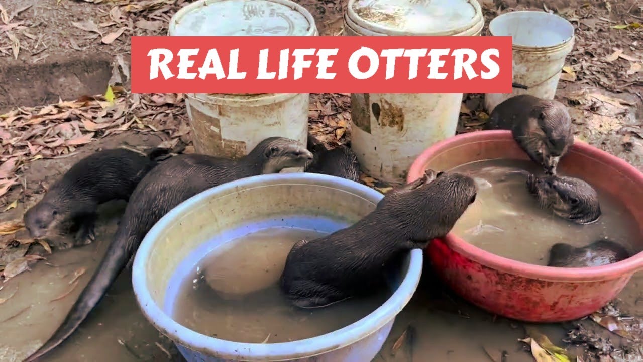 What Are Smooth Coated Otters Feeding Habits Youtube 