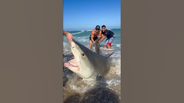 CATCHING A GIANT SHARK 🦈