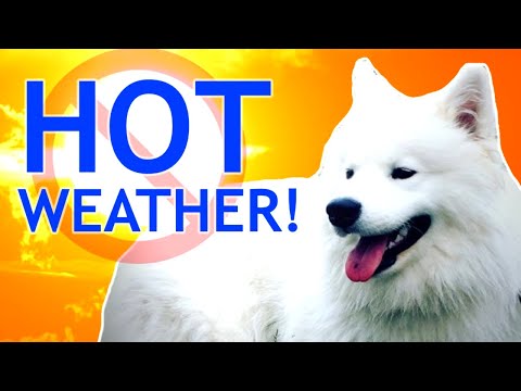 Video: The Samoyed: Snow Dog vào mùa đông và mùa hè