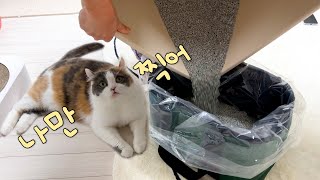 The cat that’s actually a camera hog😂 by 김쫀떡 39,934 views 3 months ago 8 minutes, 49 seconds