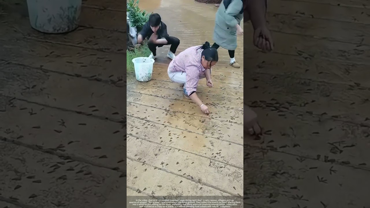 Why Villagers Collect Swarms of Flying Ants After Rain (They Fry Them !)