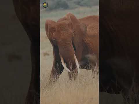 How Ol Pejeta Conservancy's former CEO helped shape the ALU School of Conservation, Africa's…