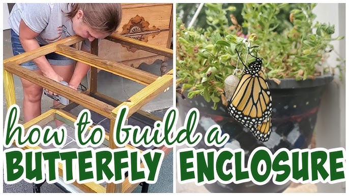 How to Make a Simple and Easy Butterfly Cage 