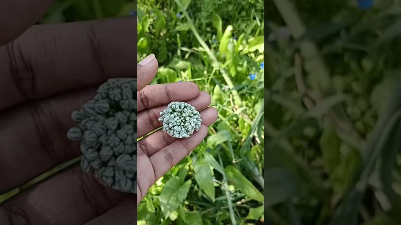 coriander field 🌱🍃💚🩵✨🥰🥰🌱Garden to plate 🍛 is live