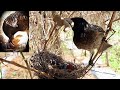 Outsized STING WASP Feeding Frustration of Mother | Black Headed bulbul birds feeding