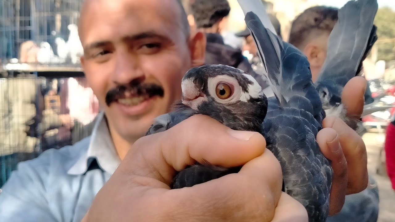  🤔 مفاجأة في أسعار سوق السيدة عائشة بعد التطوير! 💥 الأحد 15/2/2026