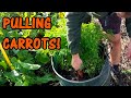 Pulling Carrots from the Allotment - Growing Carrots