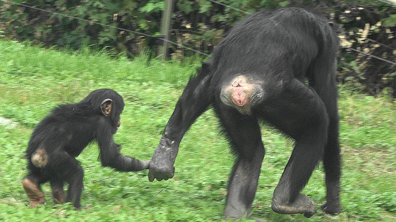 서울대공원 아기 침팬지 '아자' ( 13 Months Old Chimp 'AJA' )