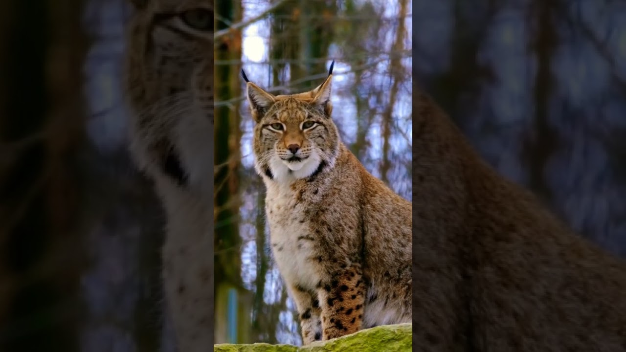 Lynx predator wild animal 