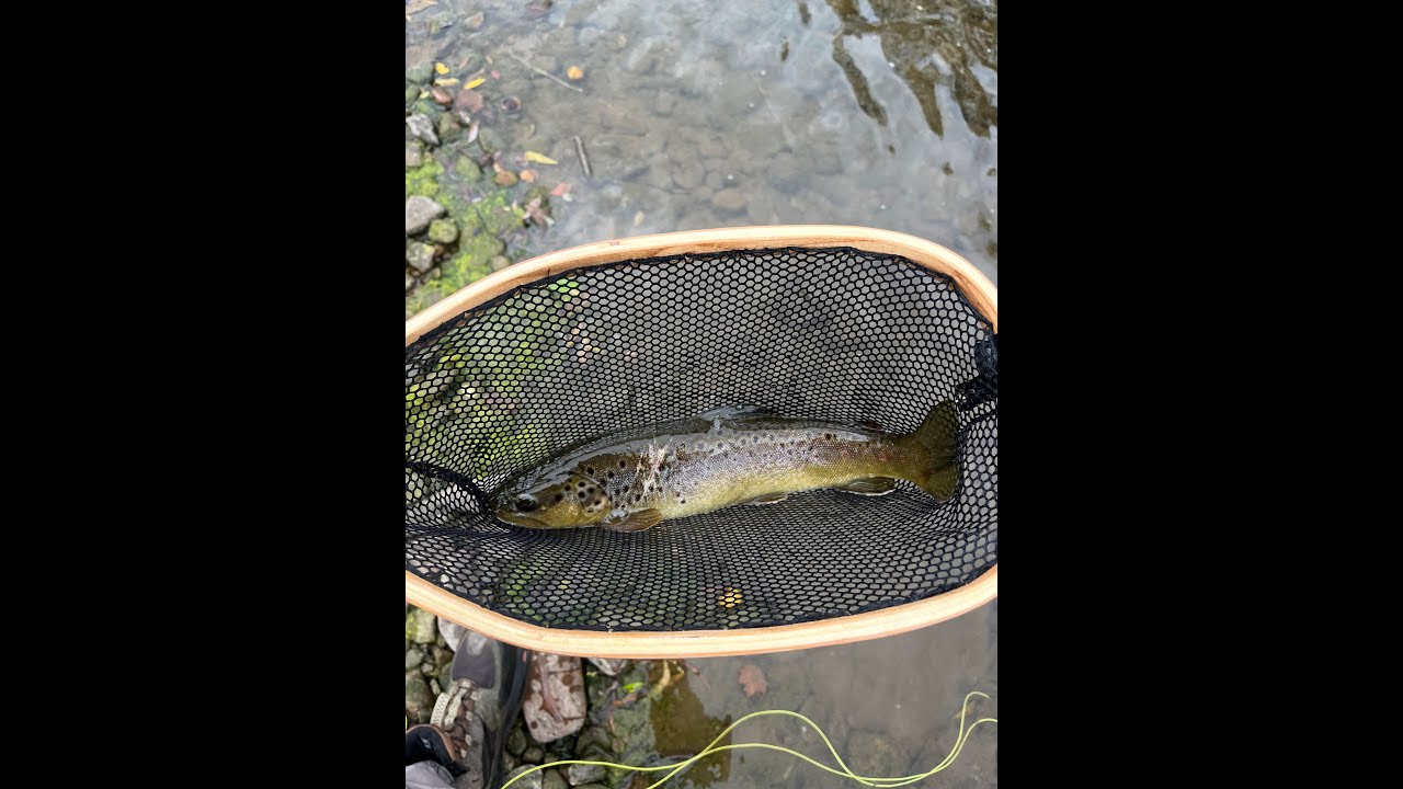 Fall Fly Fishing Little Juniata River PA (Trout) YouTube