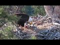 Bald Eagles week 3 feeding  their eaglets at Smith Rock #baldeagles #birdwatching