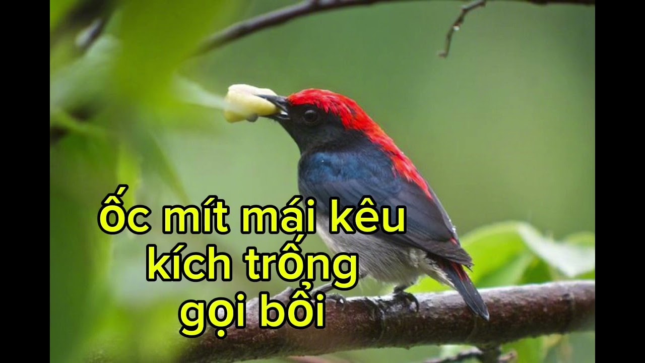 Tiếng ốc mít mái mồi/ốc mít mái kêu kích trống gọi bổi bẫy chim ốc mít#birdsounds #birdsong #birds