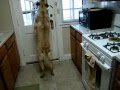 US Soldier Reunites with Dog