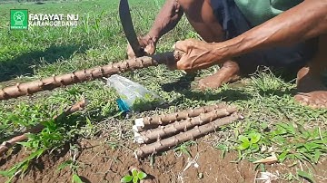 HOW TO PLANT CASSAVA STEM IN A VERY SIMPLE WAY - FATAYAT NU KARANGGEDANG - Cozy in the village