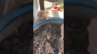 Download Lagu Sok ngajarin #short MP3