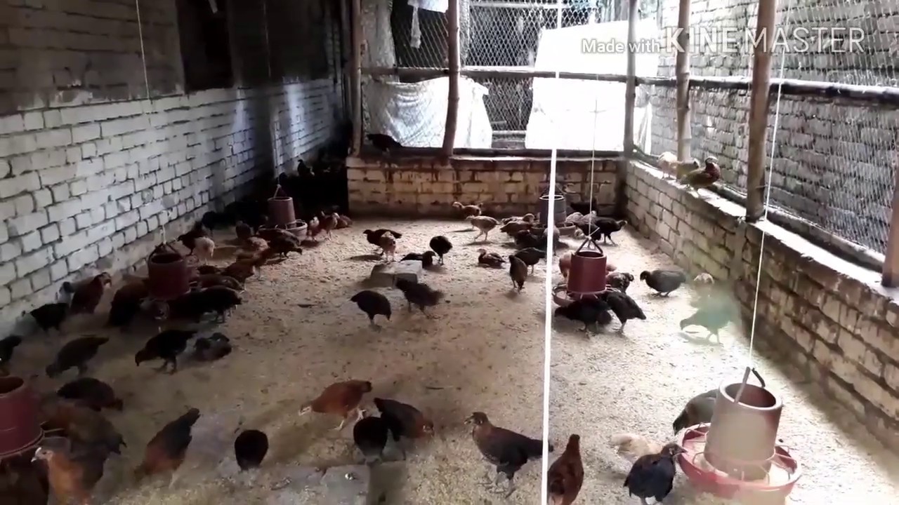 Poultry farming in my village / Village Life Show YouTube
