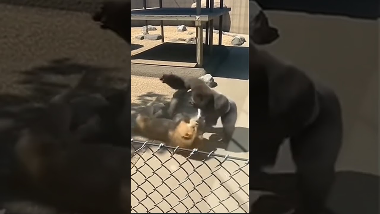 Сильвербэк РАЗГРОМИЛ Льва — несколько ударов по стеклу 🔥 