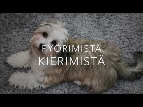 Video: Havanese-koirarotu Allergiatestattu, Terveys- Ja Elinikäinen