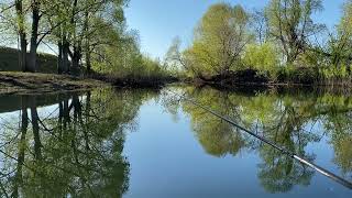 Утро на реке Танайка. Пение птиц. Май. Весна