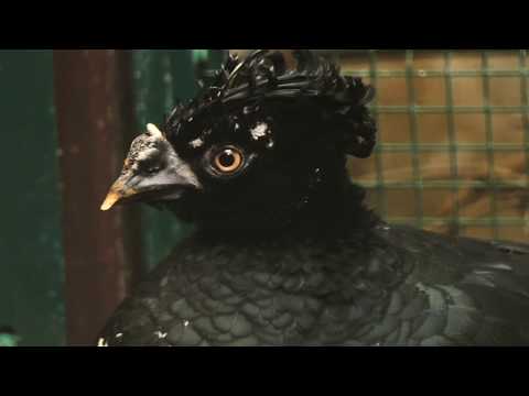 Video: Ist Curassow ein Vogel?
