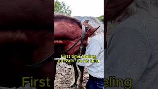 Young Stallion First Reaction Back Pressure Test