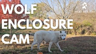 Wolf Enclosure Camera Pt. 1